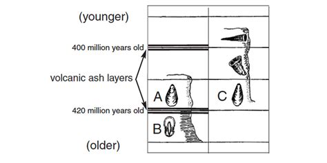 relative dating uses blank to estimate how old a fossil is